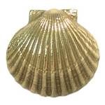 Scallop Sea Shell Doorbell Button 