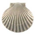 Scallop Sea Shell Doorbell Button
